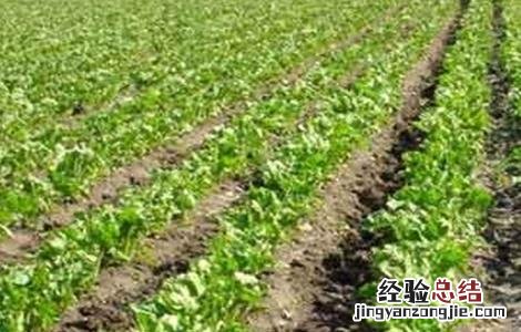 甜菜种植技术 甜菜种植技术及亩产量