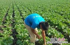 甜菜种植技术 甜菜种植技术及亩产量