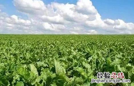 甜菜种植技术 甜菜种植技术及亩产量