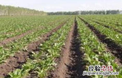 甜菜种植技术 甜菜种植技术及亩产量