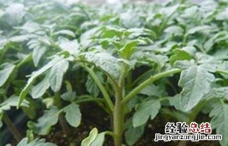 番茄定植后的管理技术 番茄定植后的管理和预防哪些病