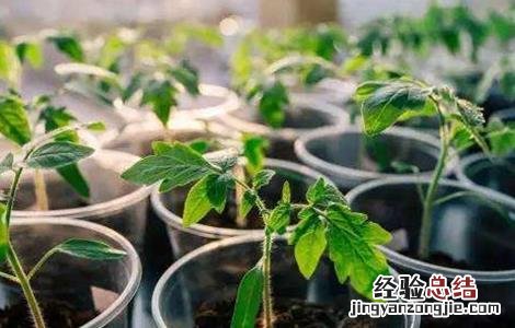 番茄定植后的管理技术 番茄定植后的管理和预防哪些病