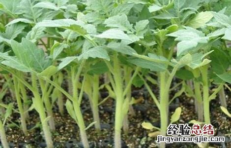 番茄定植后的管理技术 番茄定植后的管理和预防哪些病