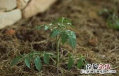 番茄定植后的管理技术 番茄定植后的管理和预防哪些病
