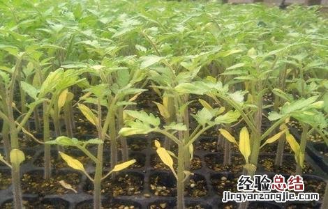 番茄定植后的管理技术 番茄定植后的管理和预防哪些病