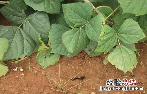 凉薯种植注意事项 凉薯的种植方法和管理