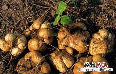 凉薯种植注意事项 凉薯的种植方法和管理