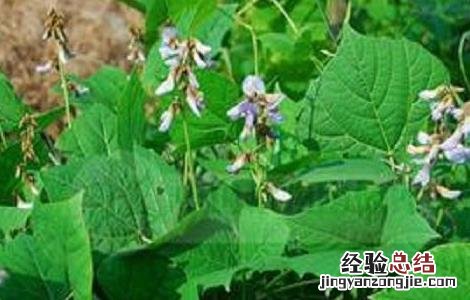 凉薯种植注意事项 凉薯的种植方法和管理