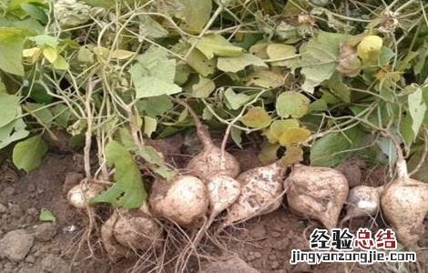 凉薯种植注意事项 凉薯的种植方法和管理