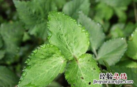 鸭脚板的种植技术 鸭脚板的种植技术和管理