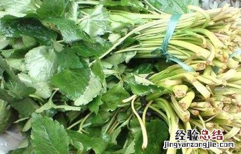 鸭脚板的种植技术 鸭脚板的种植技术和管理