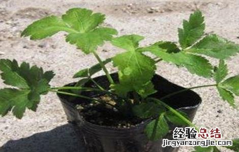 鸭脚板的种植技术 鸭脚板的种植技术和管理