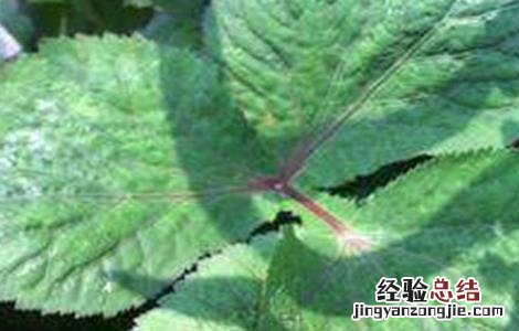 鸭脚板的种植技术 鸭脚板的种植技术和管理