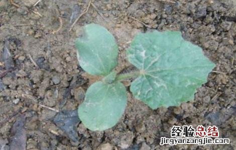 冬瓜育苗技术与管理 冬瓜育苗技术
