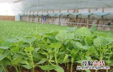 冬瓜育苗技术与管理 冬瓜育苗技术