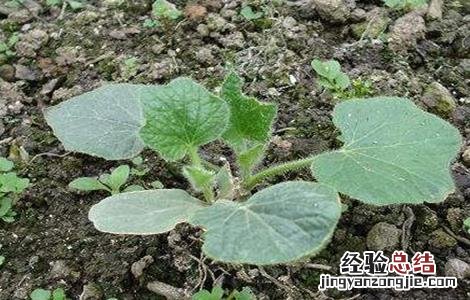 冬瓜育苗技术与管理 冬瓜育苗技术