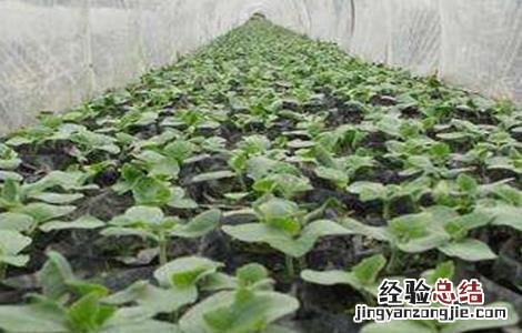 冬瓜育苗技术与管理 冬瓜育苗技术