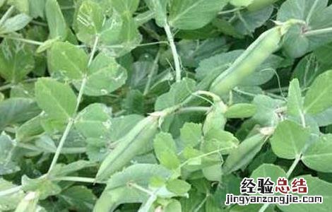 豌豆高产种植技术 豌豆高产种植技术与管理