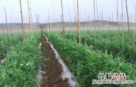 豌豆高产种植技术 豌豆高产种植技术与管理
