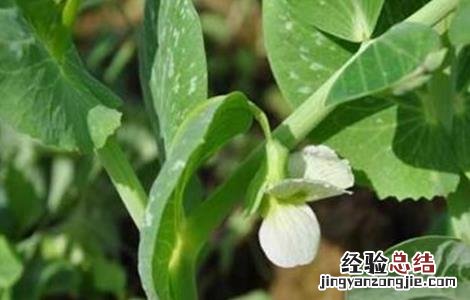 豌豆高产种植技术 豌豆高产种植技术与管理