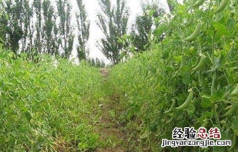 豌豆高产种植技术 豌豆高产种植技术与管理