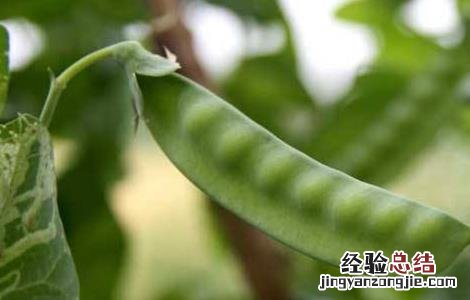 豌豆高产种植技术 豌豆高产种植技术与管理