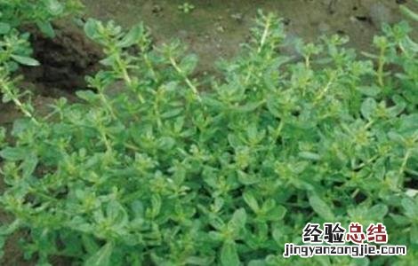 马齿苋的田间管理技术 马齿苋的田间管理技术有哪些