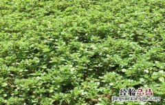 马齿苋的田间管理技术 马齿苋的田间管理技术有哪些