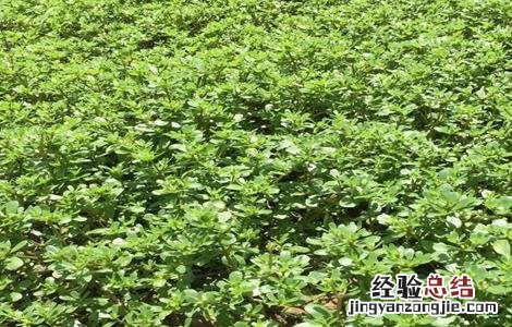 马齿苋的田间管理技术 马齿苋的田间管理技术有哪些