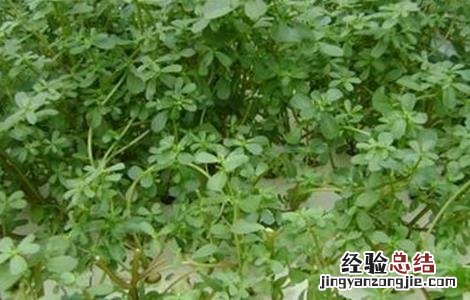 马齿苋的田间管理技术 马齿苋的田间管理技术有哪些