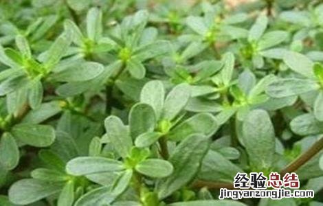 马齿苋的田间管理技术 马齿苋的田间管理技术有哪些