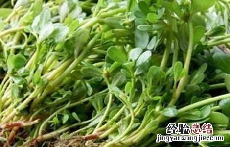 马齿苋的田间管理技术 马齿苋的田间管理技术有哪些