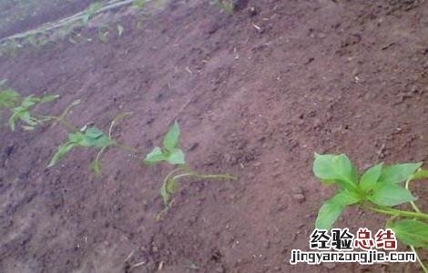 温室辣椒育苗技术 辣椒育苗技术