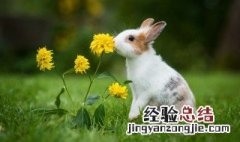 兔肉怎么做好吃又嫩又好吃 怎样做兔肉嫩又好吃