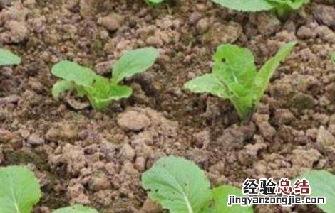 怎么种植春白菜 怎样种植春白菜