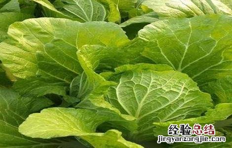 怎么种植春白菜 怎样种植春白菜