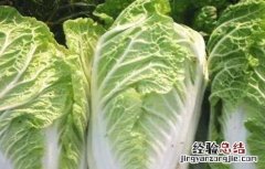 怎么种植春白菜 怎样种植春白菜