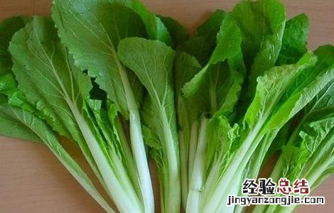 怎么种植春白菜 怎样种植春白菜