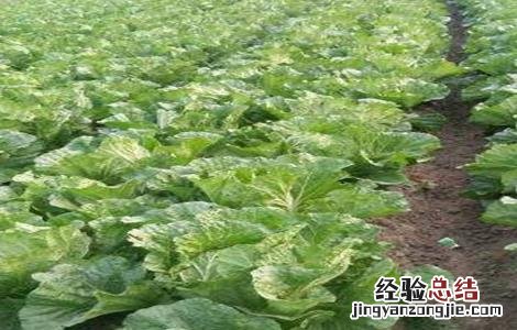 怎么种植春白菜 怎样种植春白菜