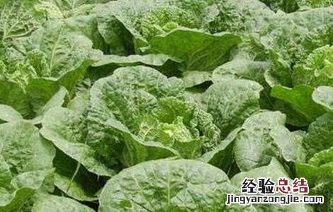 怎么种植春白菜 怎样种植春白菜