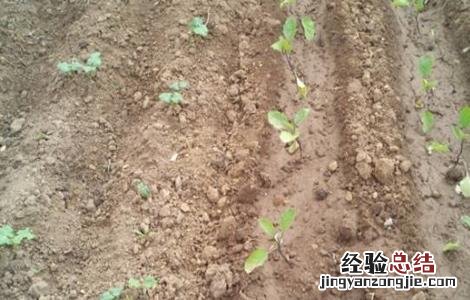 露地茄子种植技术 露地茄子种植技术光盘