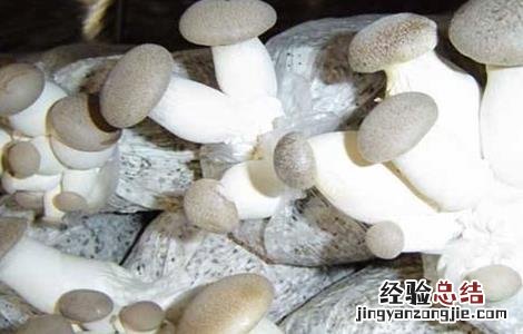 杏鲍菇种植方法是怎么做 杏鲍菇的种植方法