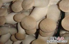 杏鲍菇种植方法是怎么做 杏鲍菇的种植方法