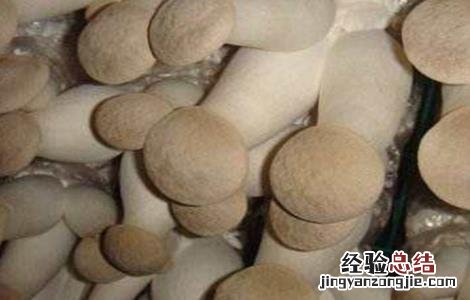 杏鲍菇种植方法是怎么做 杏鲍菇的种植方法
