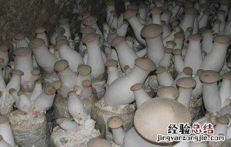 杏鲍菇种植方法是怎么做 杏鲍菇的种植方法