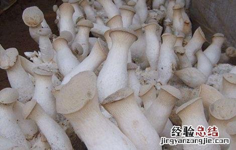 杏鲍菇种植方法是怎么做 杏鲍菇的种植方法
