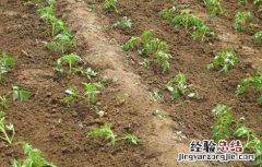 番茄的田间管理技术 番茄田间管理技术论文