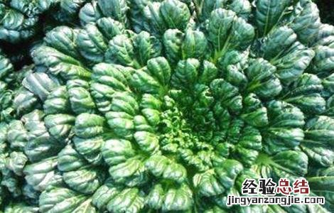 乌塌菜怎么种植方法 乌塌菜怎么种