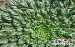 乌塌菜怎么种植方法 乌塌菜怎么种