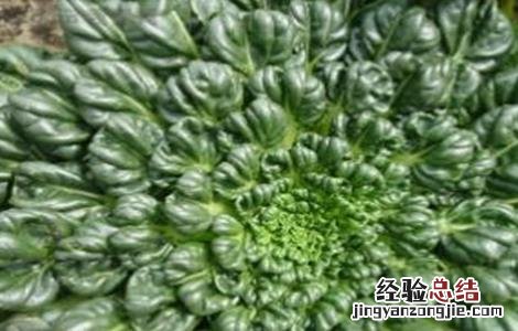 乌塌菜怎么种植方法 乌塌菜怎么种